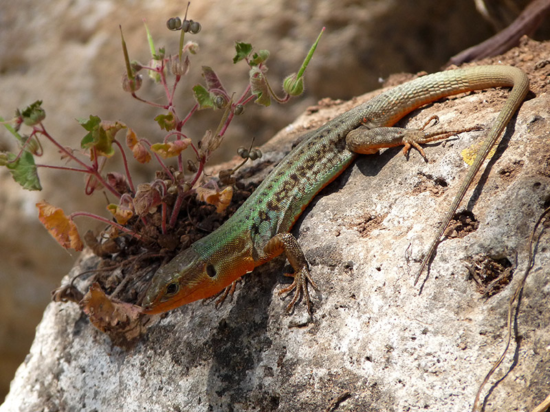 Dal Peloponneso: Podarcis peloponnesiacus